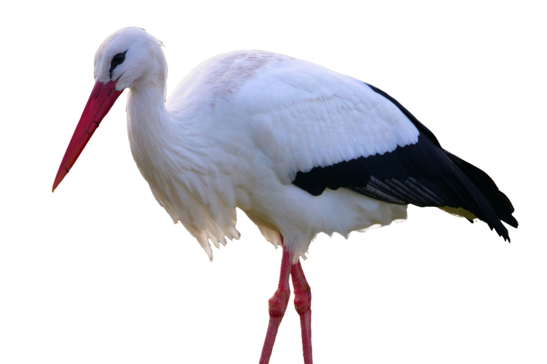 Polska z Polski dla Polski